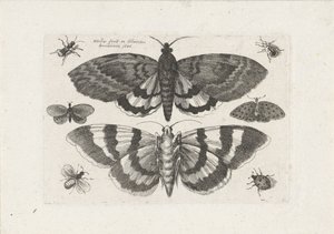 Møl og små insekter Insekter (serietitel) Muscarum Scarabeorum (serietitel) af Wenceslaus Hollar