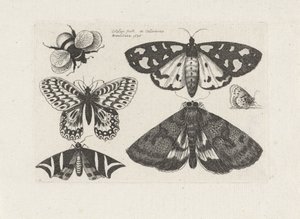 Møl, sommerfugle og en humlebi Insekter (serietitel) Muscarum Scarabeorum (serietitel) af Wenceslaus Hollar