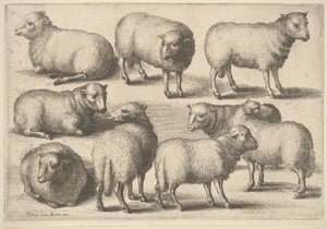 Ni får, 1646. af Wenceslaus Hollar