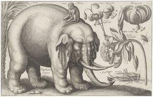 Elefant, abe, blomster og insekter Planter og dyr (serietitel) Animalium Ferarum (serietitel på objekt) af Wenceslaus Hollar