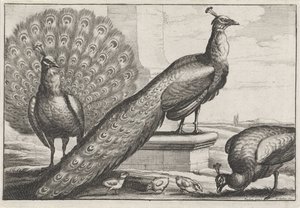 påfugle Diversae avium arter (serietitel) Forskellige fugle (serietitel) af Wenceslaus Hollar