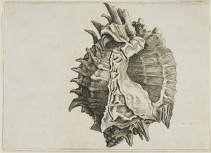 Pink-mouth Murex (phyllonotus erythrostomus) af Wenceslaus Hollar