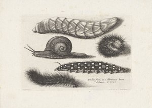 Larver og en snegl Insekter (serietitel) Muscarum Scarabeorum (serietitel) af Wenceslaus Hollar