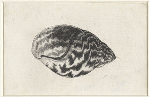 Skal, achatina achatina Skaller (serietitel) af Wenceslaus Hollar
