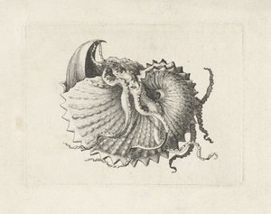 Skal, argonauta nodosa Skaller (serietitel) af Wenceslaus Hollar