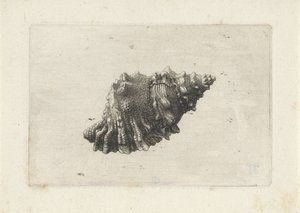 Skal, bursa rubeta Skaller (serietitel) af Wenceslaus Hollar