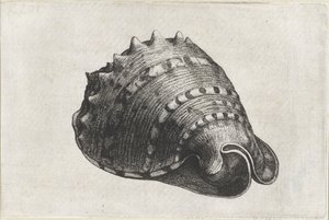 Skal, cassis cornuta Skaller (serietitel) af Wenceslaus Hollar