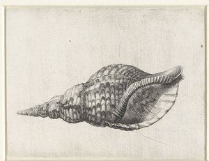 Skal, charonia tritonis Skaller (serietitel) af Wenceslaus Hollar