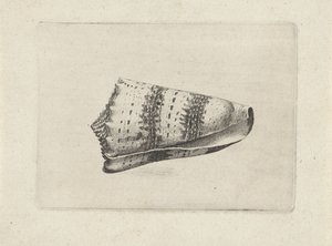 Skal, kegle imperialis Skaller (serietitel) af Wenceslaus Hollar