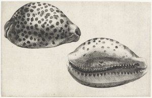 Skal, cypraea tigris Skaller (serietitel) af Wenceslaus Hollar