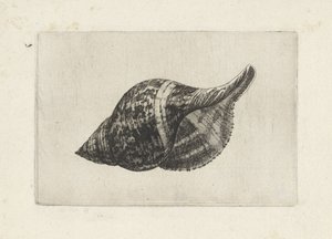 Skal, fasciolaria tulipa Skaller (serietitel) af Wenceslaus Hollar