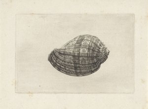 Shell, harpa major Skaller (serietitel) af Wenceslaus Hollar