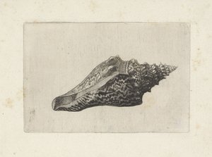 Skal, hemifusus ternatanus Skaller (serietitel) af Wenceslaus Hollar