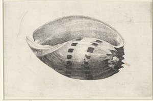 Skal, melo amfora Skaller (serietitel) af Wenceslaus Hollar