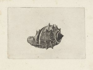 Skal, melongena melongena Skaller (serietitel) af Wenceslaus Hollar