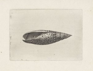 Skal, mitra papalis Skaller (serietitel) af Wenceslaus Hollar