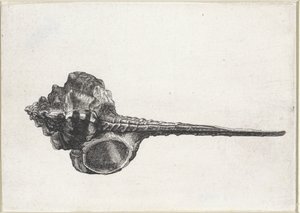 Skal, murex haustellum Skaller (serietitel) af Wenceslaus Hollar