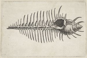 Skal, murex pecten Skaller (serietitel) af Wenceslaus Hollar