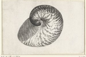 Skal, nautilus pompilius Skaller (serietitel) af Wenceslaus Hollar