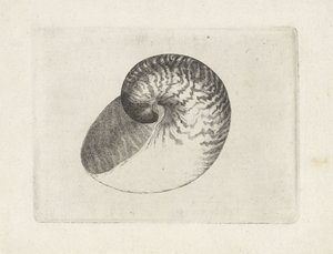 Skal, nautilus pompilius Skaller (serietitel) af Wenceslaus Hollar