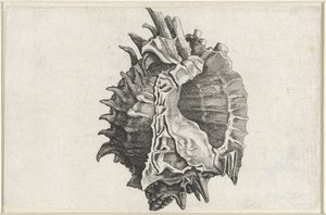 Skal, phyllonotus erythrostomus Skaller (serietitel) af Wenceslaus Hollar