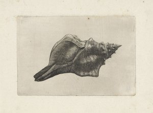 Skal, pleuroploca trapezium Skaller (serietitel) af Wenceslaus Hollar