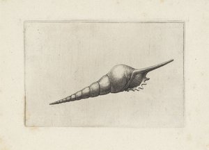 Schelp, fløjtespindel melanocheilus Schelpen (serietitel) af Wenceslaus Hollar