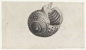 Shell, ton dolium Skaller (serietitel) af Wenceslaus Hollar