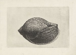 Shell, tonna perdix Skaller (serietitel) af Wenceslaus Hollar