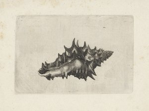 Skal, vasum keramik Skaller (serietitel) af Wenceslaus Hollar