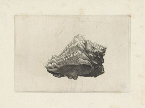 Skal, vasum muricatum født Skaller (serietitel) af Wenceslaus Hollar