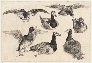 Syv ænder af Wenceslaus Hollar
