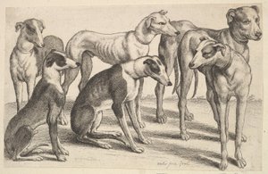 Seks hunde, 1646. af Wenceslaus Hollar