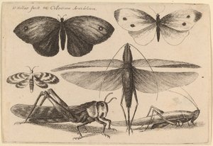 Seks Insekter af Wenceslaus Hollar