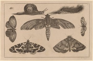 Seks insekter, en larve og en snegl af Wenceslaus Hollar