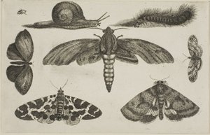 Seks insekter, en larve og en snegl af Wenceslaus Hollar