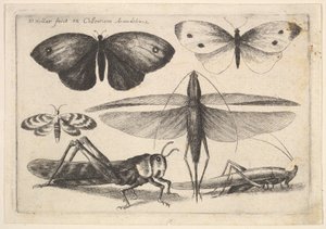 Seks insekter, 1646. af Wenceslaus Hollar