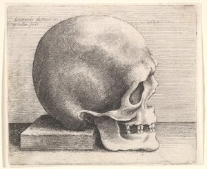 Skalle i profil til højre, 1645. af Wenceslaus Hollar