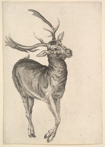 Stag, 1625-77. af Wenceslaus Hollar