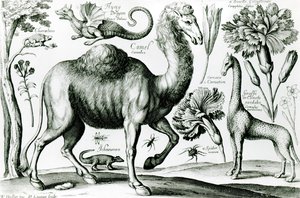 Studie af dyr og blomster, graveret af D. Loggan af Wenceslaus Hollar
