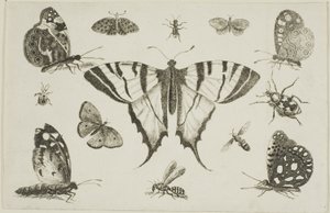 Svalehalesommerfugl og tolv andre insekter af Wenceslaus Hollar