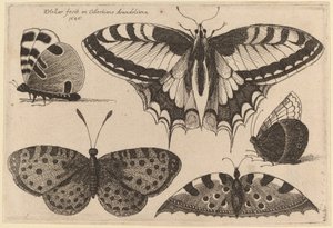 Tre sommerfugle og to møl af Wenceslaus Hollar