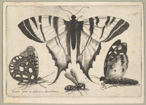Tre sommerfugle og en hveps, 1646. af Wenceslaus Hollar