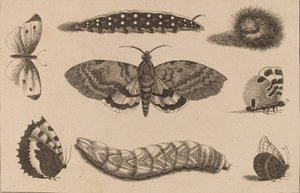 Tre larver, en møl og fire sommerfugle. af Wenceslaus Hollar