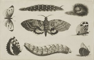 Tre larver, en møl og fire sommerfugle af Wenceslaus Hollar