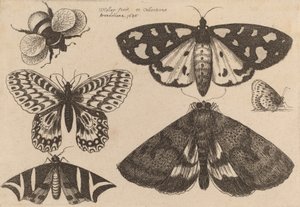 Tre møl, to sommerfugle og en humlebi, 1646. af Wenceslaus Hollar