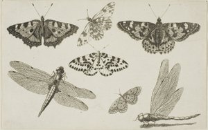 To guldsmede og fem sommerfugle af Wenceslaus Hollar