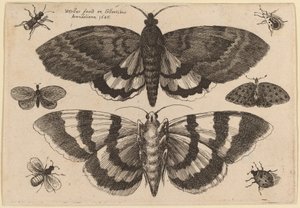 To møl og seks insekter af Wenceslaus Hollar