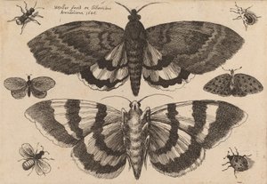 To møl og seks insekter, 1646. af Wenceslaus Hollar