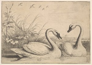 To Svaner, 1654-58. af Wenceslaus Hollar